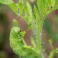 Tomato hornworm caterpillar eating plant Royalty Free Stock Photo