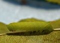 Tomato Hornworm caterpillar on leaf