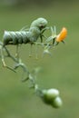 Tomato Hornworm Caterpillar on tomato plant in garden green background copy space Royalty Free Stock Photo