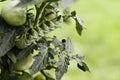 Tomato Hornworm with Copy Space