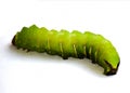 Tomato Hornworm Royalty Free Stock Photo