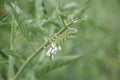 Tomato Hornworm Eggs