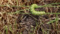 Tomato hornworm or horn worm. Latin name Manduca quinquemaculata. Caterpillar crawling on grass.