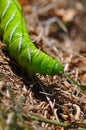 Tomato hornworm lava Royalty Free Stock Photo