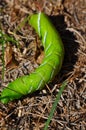 Tomato hornworm lava Royalty Free Stock Photo