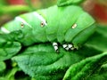 Tomato hornworm on a leaf Royalty Free Stock Photo