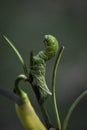 Tomato hornworm (Manduca quinquemaculata) close up