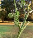 Tomato Hornworm on a tomato plant