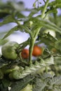 Tomato Hornworm Vertical Royalty Free Stock Photo