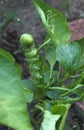 Tomato hornworms bite pepper leaves and stem