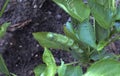 Tomato hornworms eat pepper leaves and stem