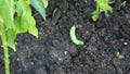 Tomato hornworms at organic sweet pepper field