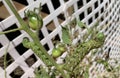 Tomato Hornworms on a tomato plant with lattice background