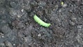 Tomato hornworms at on vegetable garden soil