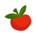 Tomato icon. Tomato vector design. Vegetable icon. Vitamin vegetables vector illustration