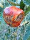 Tomato illness caused by bugs Royalty Free Stock Photo