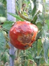 Tomato illness caused by bugs Royalty Free Stock Photo