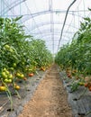 Tomato indoor farm.Greenhouse farm. Royalty Free Stock Photo