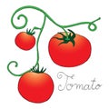 Tomato label on simple white background Royalty Free Stock Photo