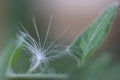 Tomato leaf dandelion fluff close up