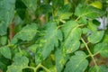 Tomato leaf mold leaves