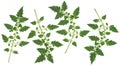 Tomato leaf set Royalty Free Stock Photo