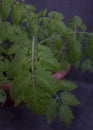 Tomato leaf texture Royalty Free Stock Photo