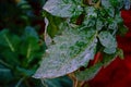 Tomato leaves disease,powdery mildew Royalty Free Stock Photo