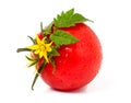 Tomato with leaves flower water drops isolated on white background Royalty Free Stock Photo