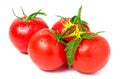 Tomato with leaves flower water drops isolated on white background Royalty Free Stock Photo