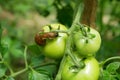 Tomato leaves fruit unripe green spanish slug pest Arion vulgaris snail parasitizes Solanum lycopersicum leaf vegetables Royalty Free Stock Photo