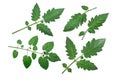 Tomato leaves, top view, paths
