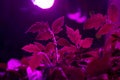 Tomato leaves under LED growing pink  lights. Full spectrum grow lamp with ultraviolet UV LED plant lights for cultivation Royalty Free Stock Photo
