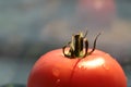 Tomato on a light background