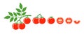 Tomato logo. Isolated tomato on white background