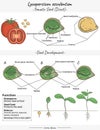 Tomato Lycopersicon esculentum Dicotyledon embryo, structure, function and development Royalty Free Stock Photo