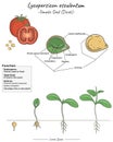 Tomato Lycopersicon esculentum Dicotyledon structure, function and development Royalty Free Stock Photo