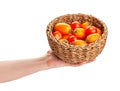 tomato mix basket in hand Royalty Free Stock Photo