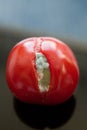 Mouldy red overripe tomato isolated on dark background.