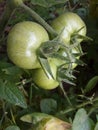 Green Tomato Indian Vegetables Food solanum lyco pocican Royalty Free Stock Photo