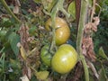 Green Tomato Indian Vegetables Food solanum lyco pocican Royalty Free Stock Photo