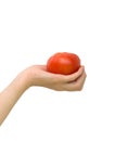 Tomato in the palm of your hand Royalty Free Stock Photo
