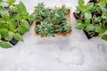 Tomato and paprika seedling sprouts in the peat pots. Gardening concept. Top view. Copy space Royalty Free Stock Photo