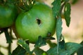 Tomato parasite Royalty Free Stock Photo