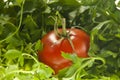 Tomato between parsley