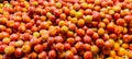 Tomato on pasar besar market fresh from farmer Royalty Free Stock Photo