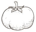 Tomato with pedicel and sepal in hand drawn style, Vector illustration Royalty Free Stock Photo