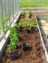 Tomato and pepper plants are prepared for planting in the greenhouse. Royalty Free Stock Photo