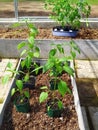 Tomato and pepper plants are prepared for planting in the greenhouse. Royalty Free Stock Photo