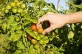 Tomato picking Royalty Free Stock Photo